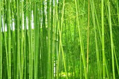 植物株高要如何測(cè)量？